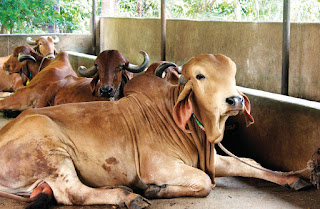 Gir Cow hd photos ગીર ગાય