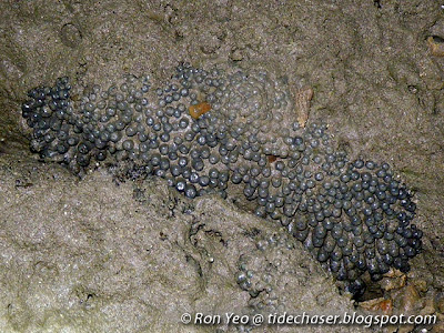 Zoanthids (Zoanthus spp.)