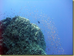 Coral surrounded by antheas
