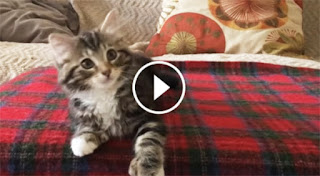 Little Kittens Hears “Uptown Funk”. But Her Reaction? This Is Cracking Me Up! LOL!