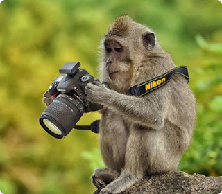 Macaque observant l'écran d'un appareil photo, qu'il tient dans ses mains.