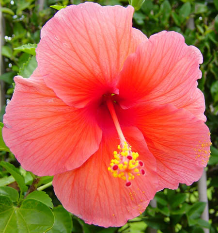 Hibiscus only needs between two and four hours of direct sun a day