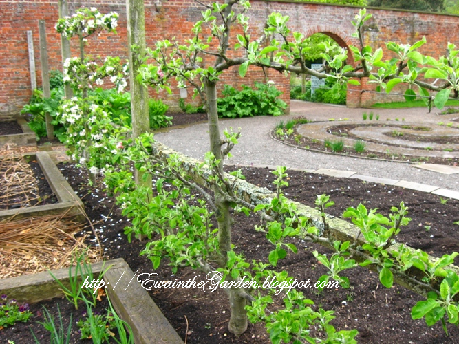 Small Vegetable Garden Ideas