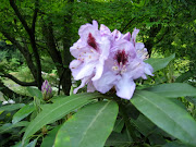 SJG 6/9/11 • Rhododendron ponticum 'Daphnifolium', rhododendron; (rhododendron ponticum daphnifolium )