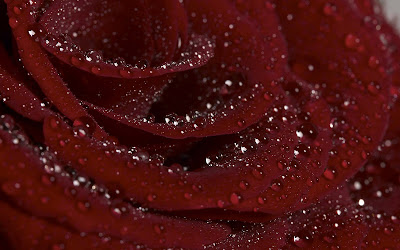 Rose HD Wallpaper 6