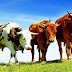 Прикарпатським аграріям виділять майже 4 мільйони дотації за утримання корів