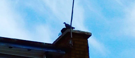 Dorset Chimney Sweep Rescues Bird from Chimney 01