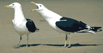 malefemalebird