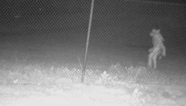 Makhluk Misterius Terekam Kamera Berkeliaran di Bonbin Texas, Penampakannya Menyeramkan