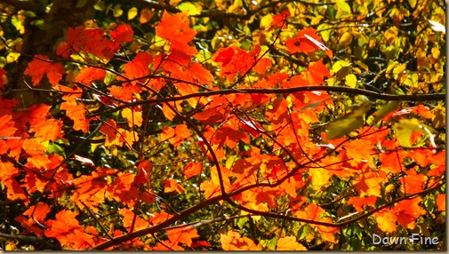 Lantern hill_021
