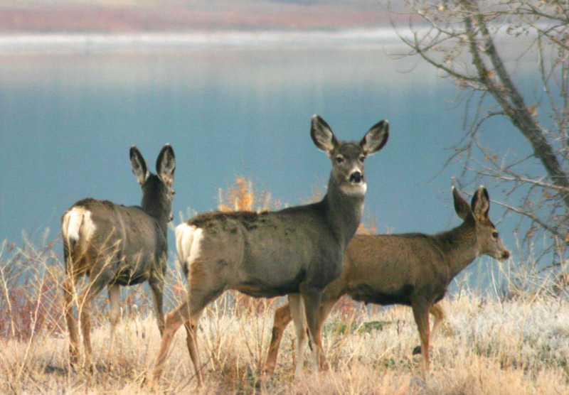 good mule deer