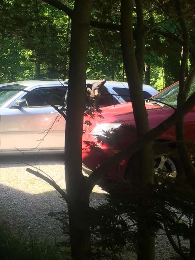 Guy Found An Entire Family Of Bears In His Car