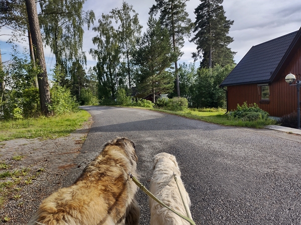 stolpejakt nannestad