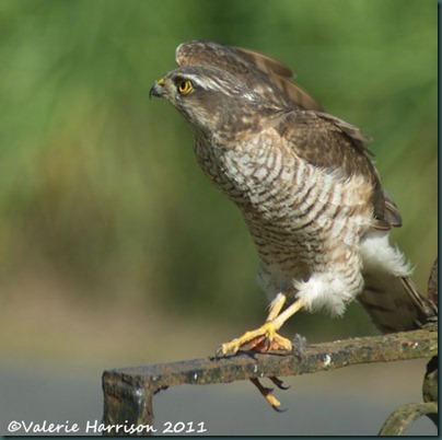 1 sparrowhawk-2 (2)