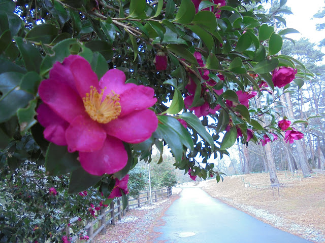 サザンカ（山茶花）