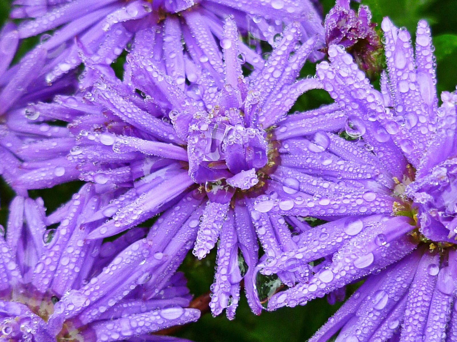 BloggerImage