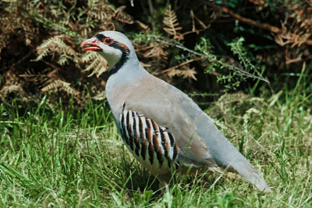 Birds Of New Zealand