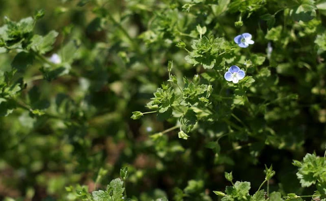 Veronica Persica Flowers Pictures