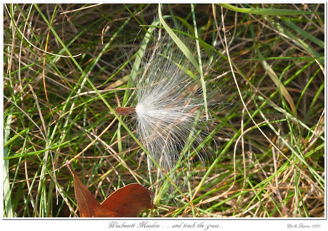 Wachusett Meadow: ... and touch the grass...