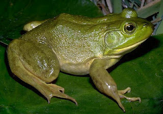 Katak Raksasa