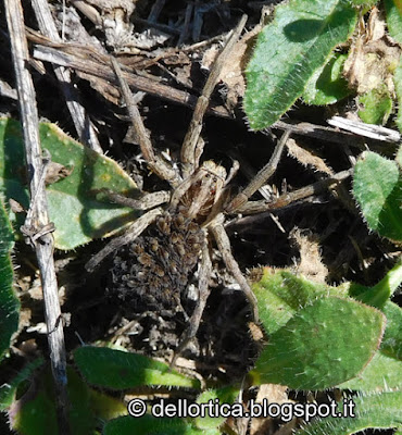 Falsa tarantola Hogna radiata insetti birdwatching confetture tisane ghirlande ed altro ancora nella azienda agricola dell ortica a Savigno Valsamoggia Bologna in Appennino vicino Zocca