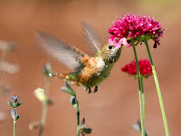 Hummingbird_world's_smallest_bird