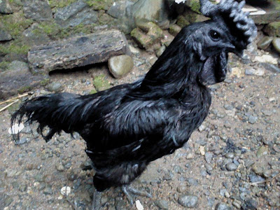 Ayam Cemani