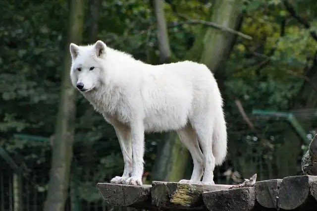 200 Interesting Facts About Wolves