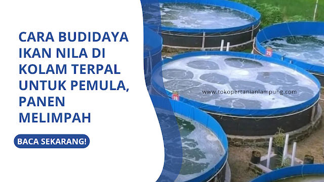 Cara Budidaya Ikan Nila di Kolam Terpal