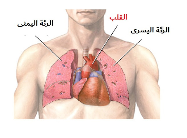 مكان القلب في جسم الإنسان