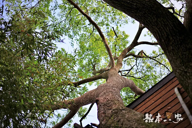 苗栗三義。焉美術行館｜藝術與大自然的身心靈合一｜附近有軌道自行車景觀