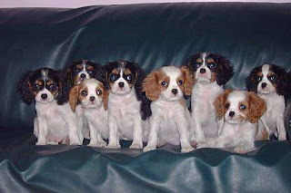 Cavalier King Charles Spaniel Puppies