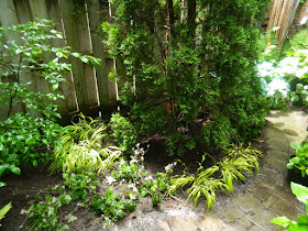 Cabbagetown Toronto shade garden makeover after Paul Jung Gardening Services