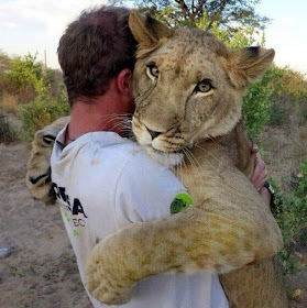 Funny animals of the week - 24 January 2014 (40 pics), lion hugs a guy