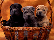 The Chinese SharPei is a large dog with wrinkled skin.