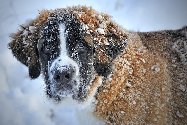 Chăm sóc chó mùa đông