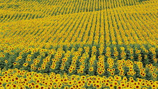 campo de girasoles