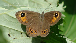 Lasiommata maera (female) DSC120228