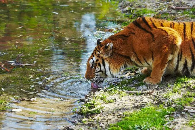royal bengal tiger in Sundarban