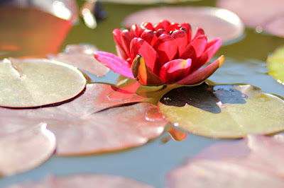 Red Lotus Flower Photo