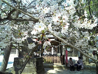 cherry blossoms in funabashi shrine