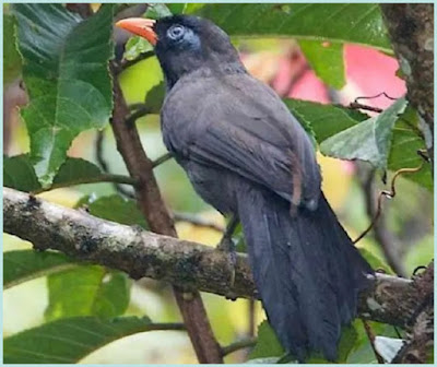 Ciri khas burung poksay hitam dan suaranya yang unik