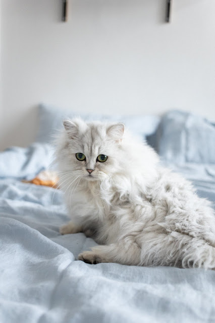 Gatinhos fofos
