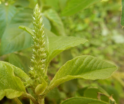 野莧菜的花序