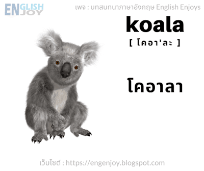 Koala โคอา’ละ โคอาลา