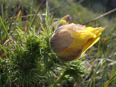 Ponidzie, rezerwat Skorocice, miłek wiosenny Adonis vernalis