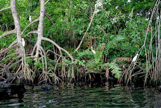 Laguna Gri Gri Rio San Juan