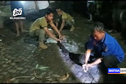Penangkapan Ular Sepanjang 3,5 Meter di Tuban Berlangsung Dramatis