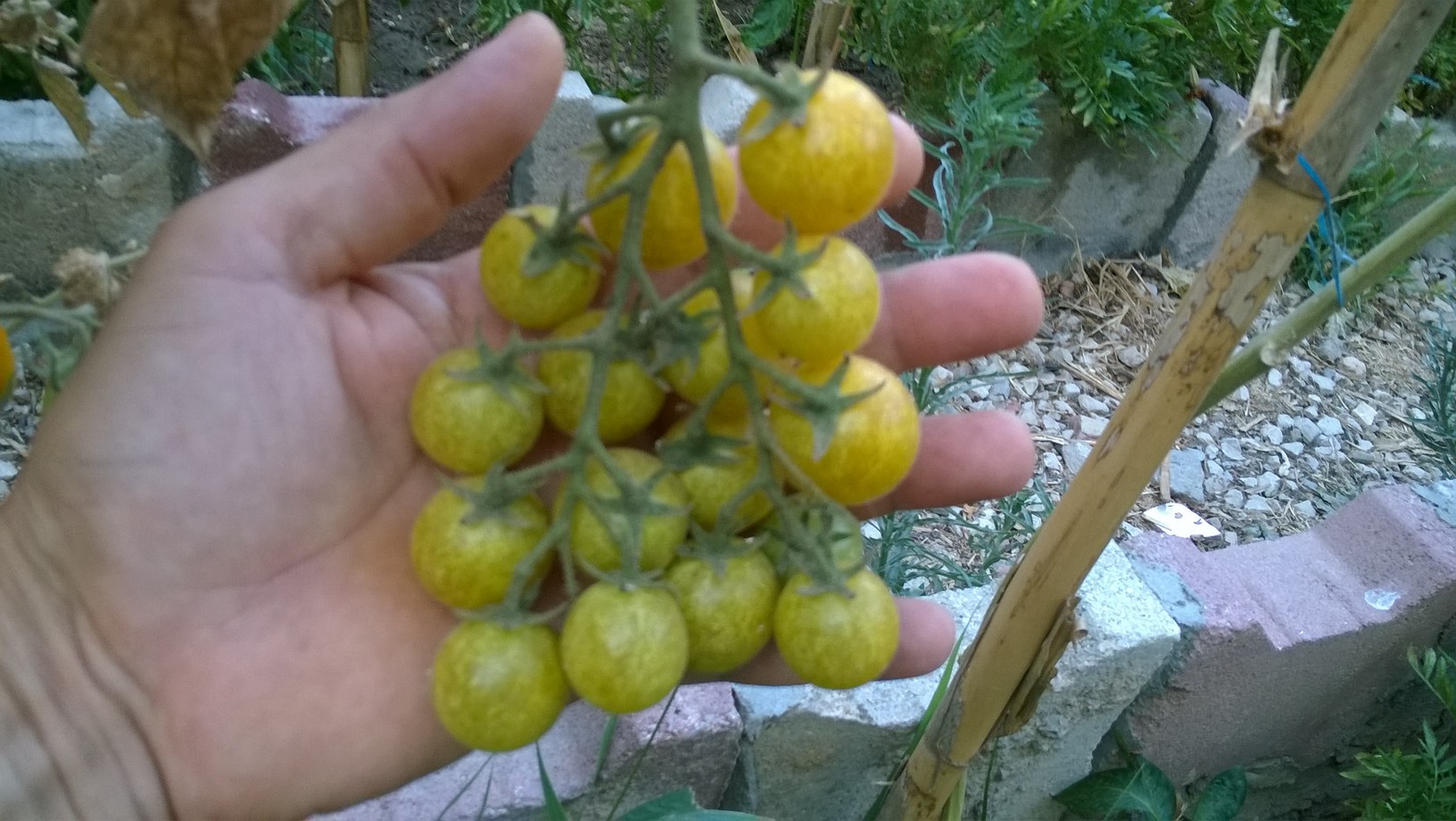 The cherry tomato plant is one of the most popular plants to grow because it is easy to grow