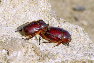 escarabajo-rinoceronte-menor-phyllognathus-excavatus-pareja-